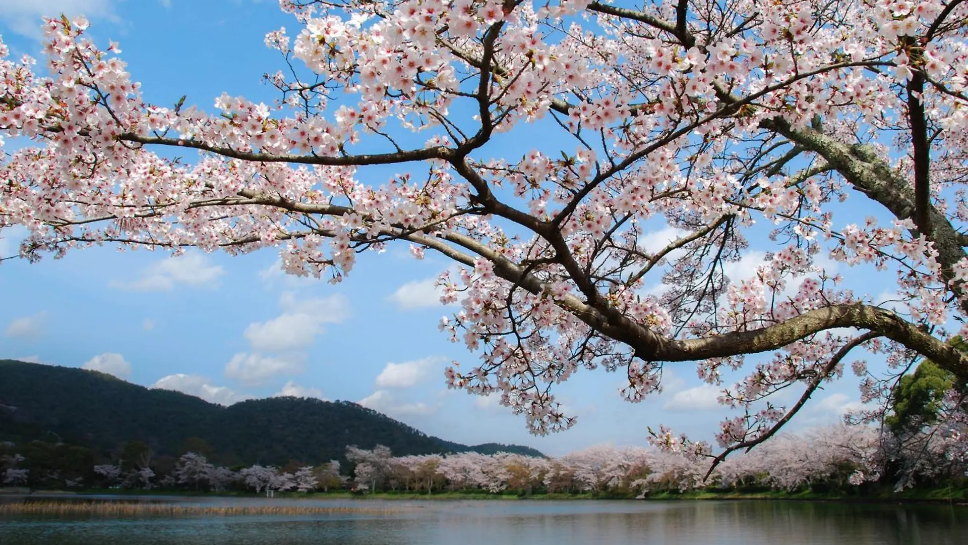 Kyoto Brighton Hotel 5*,  Ιαπωνία
